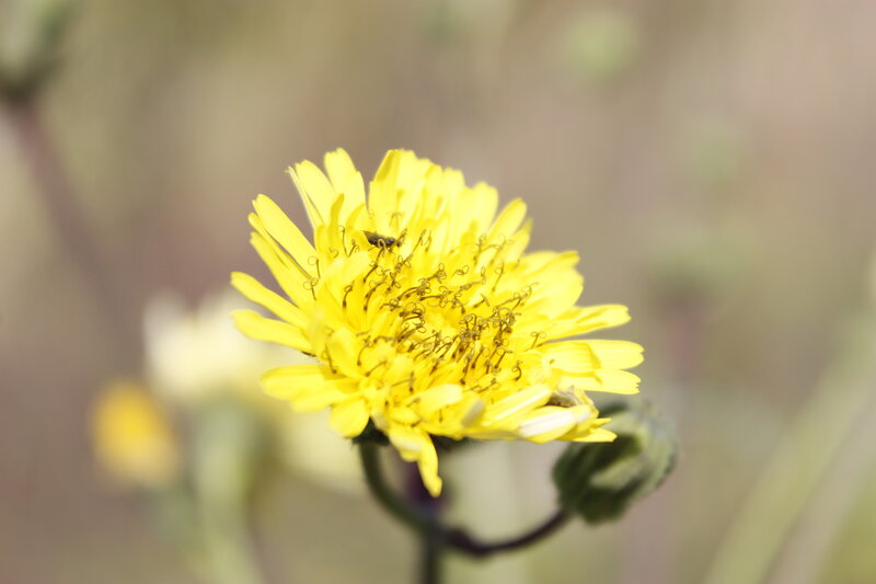 Yellow Dandelion Flower — Calm, Spring, Photograph, Insect