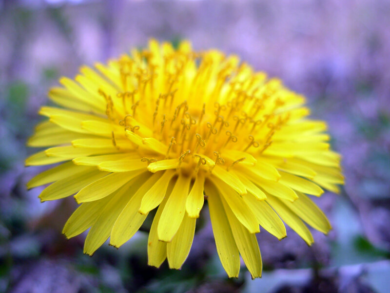 Yellow Dandelion Flower — Calm, Spring, Photograph, Petals