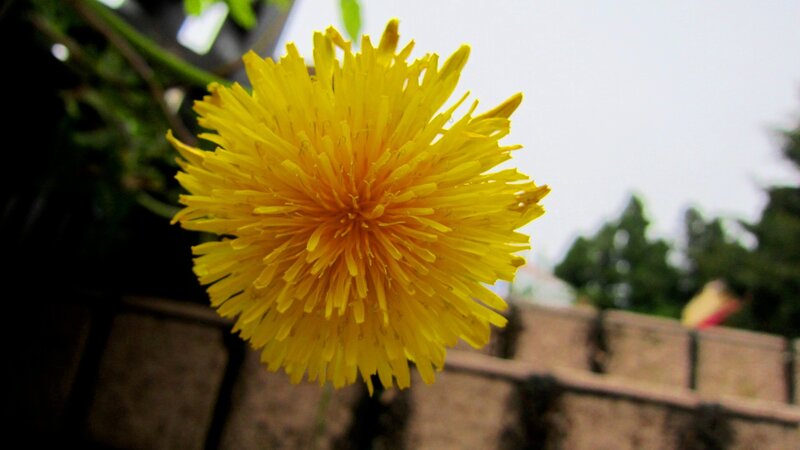 Yellow Dandelion Flower — Calm, Spring, Photograph