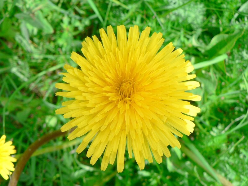 Yellow Dandelion Flower — Calm, Spring