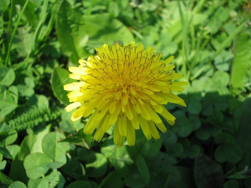 Yellow Dandelion Flower — Calm