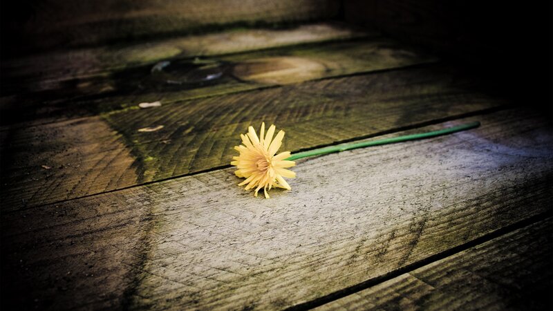 Yellow Dandelion Flower — Dramatic, Photograph, Wooden Surface
