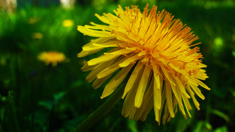 Yellow Dandelion Flower — Natural, Afternoon, Photograph, Green Grass
