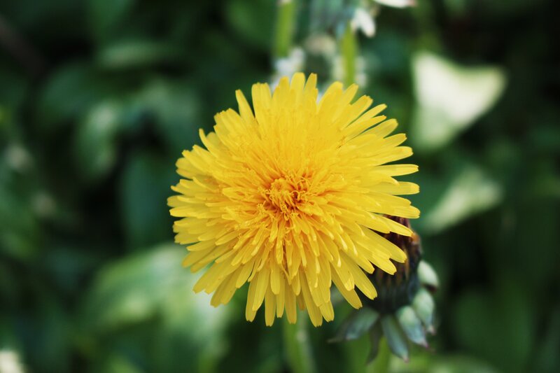 Yellow Dandelion Flower — Natural, Afternoon, Photograph, Green Leaves