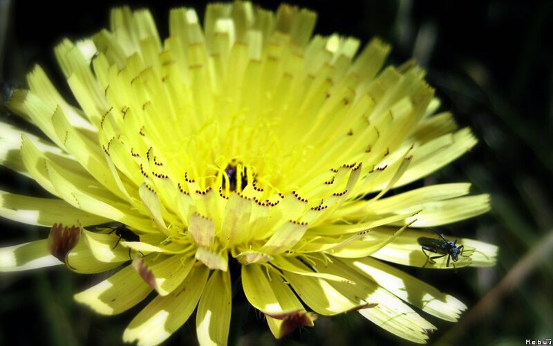 Yellow Dandelion Flower — Natural, Afternoon, Photograph, Insect