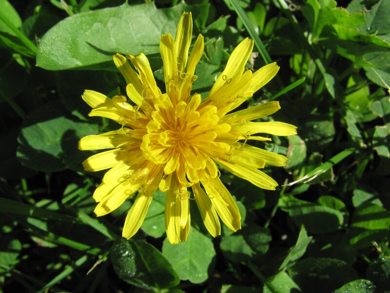 Yellow Dandelion Flower — Natural, Afternoon