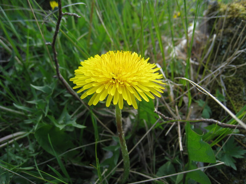 Yellow Dandelion Flower — Natural, Spring, Photograph, Grass