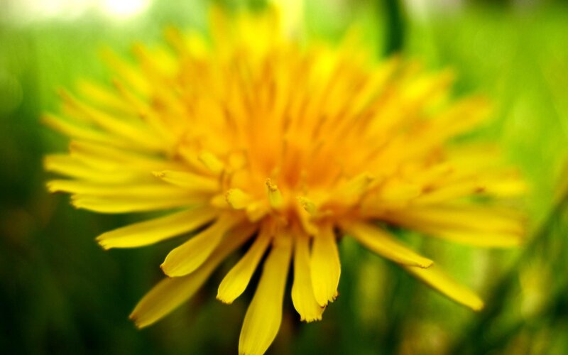 Yellow Dandelion Flower — Natural, Spring, Photograph, Green Grass
