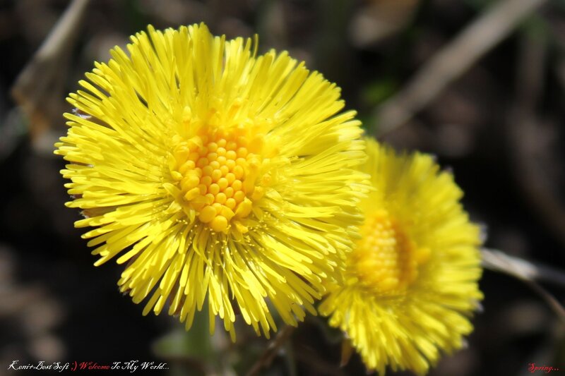Yellow Dandelion Flower — Natural, Spring, Photograph
