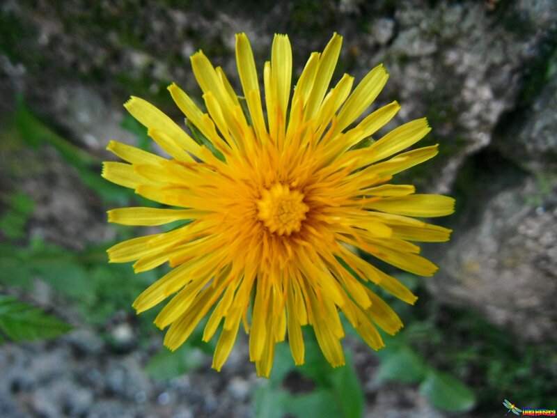 Yellow Dandelion Flower — Natural, Spring