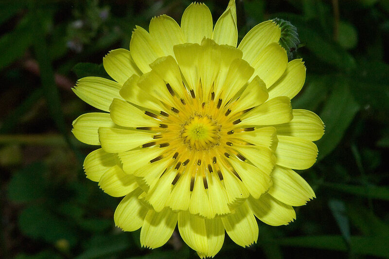 Yellow Dandelion Flower — Natural