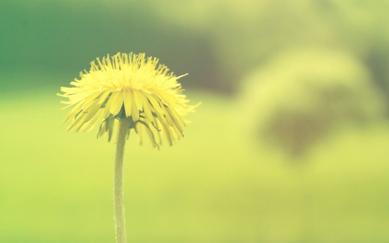 Yellow Dandelion Flower — Serene, Afternoon