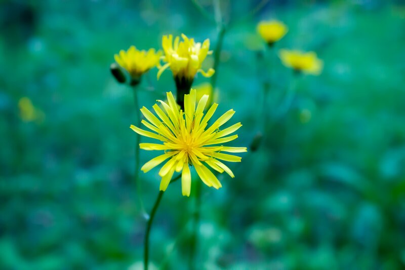 Yellow Dandelion Flower — Serene, Photograph, Green Leaves