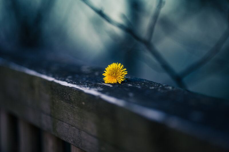 Yellow Dandelion Flower — Serene, Photograph