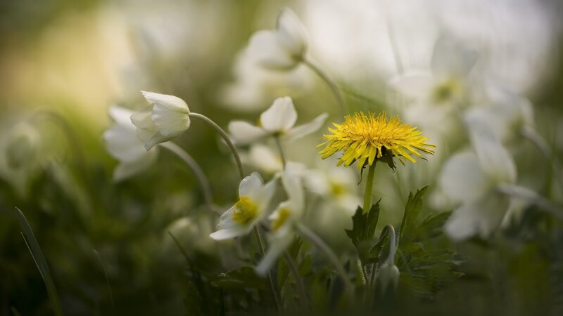 Yellow Dandelion Flower — Serene, Spring, Photograph