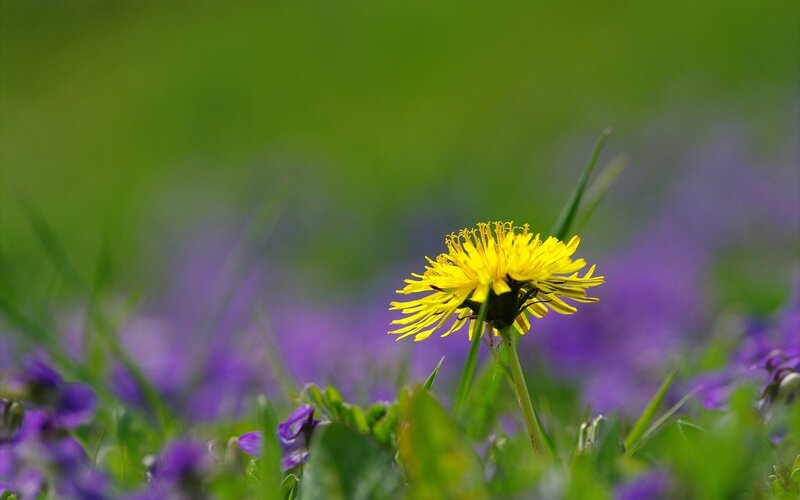 Yellow Dandelion Flower — Serene, Spring