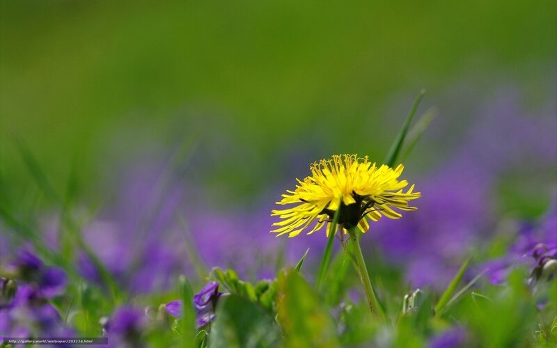 Yellow Dandelion Flower — Serene
