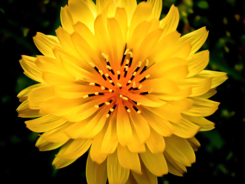 Yellow Dandelion Flower — Vibrant, Photograph