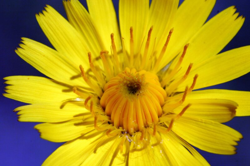 Yellow Dandelion Flower — Vibrant