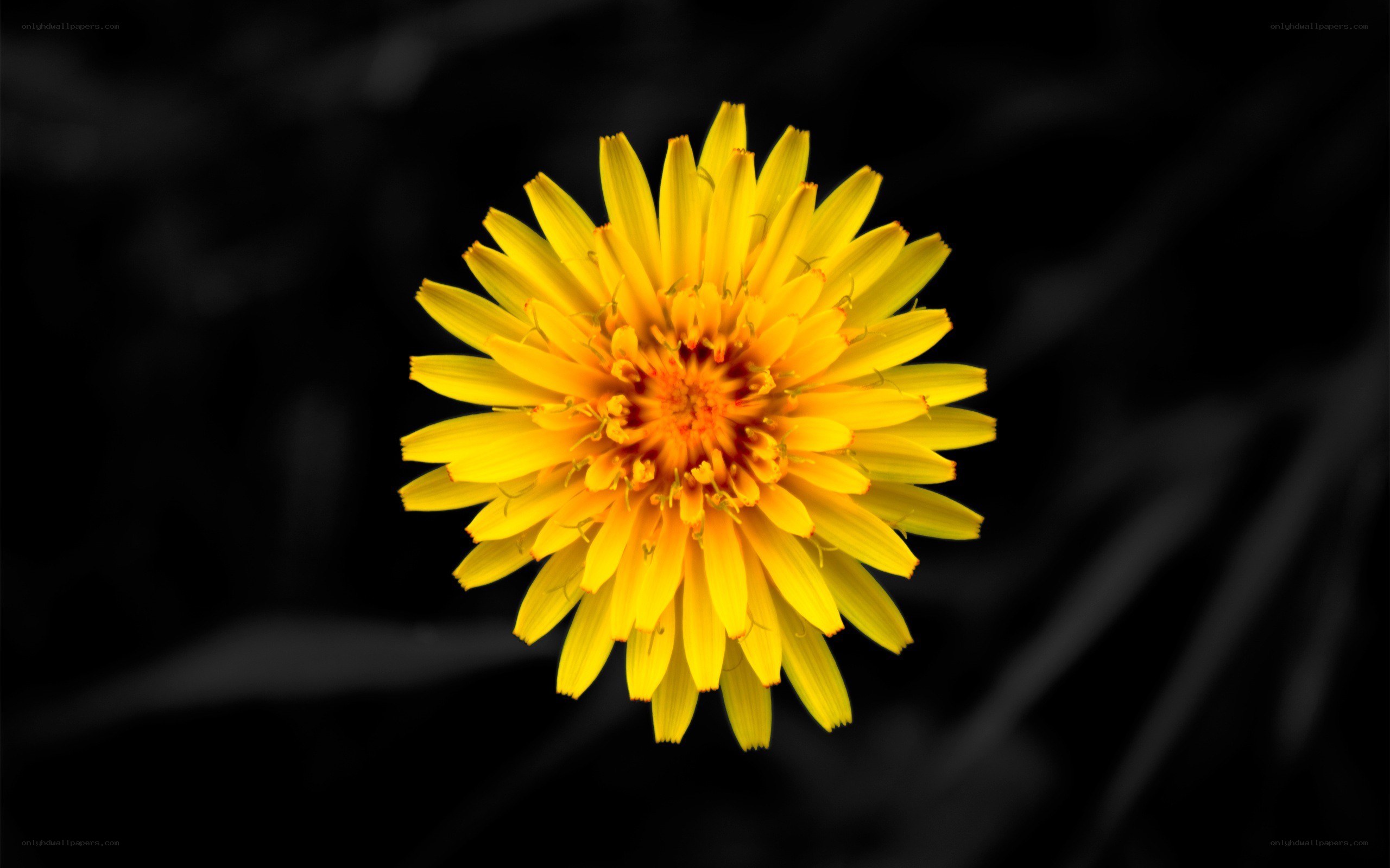 Yellow dandelion flower