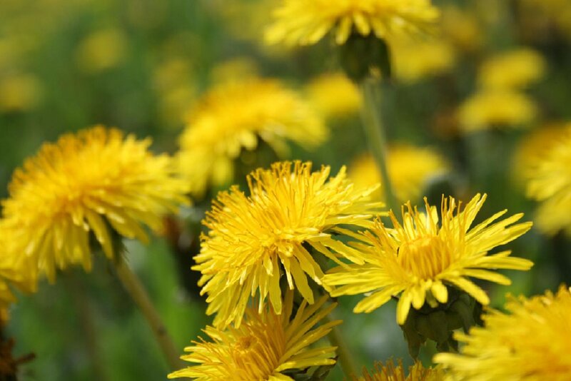 Yellow Dandelion Flowers — Calm