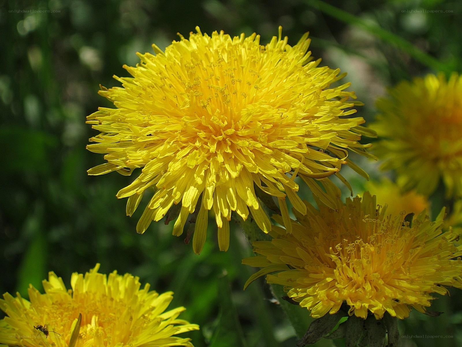 Yellow dandelion flowers in bloom