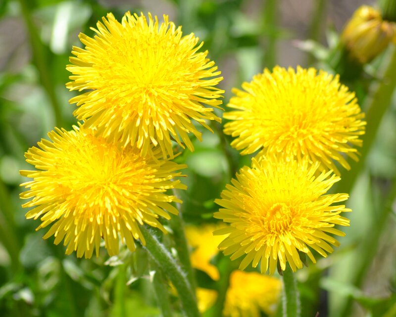 Yellow Dandelion Flowers — Natural, Spring, Photograph