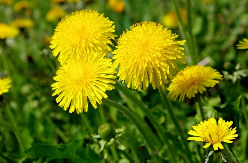 Yellow Dandelion Flowers — Natural, Spring