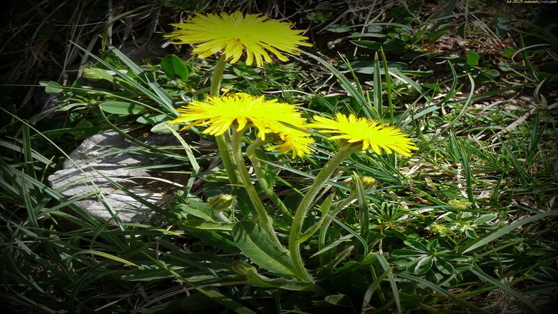 Yellow Dandelion Flowers — Natural