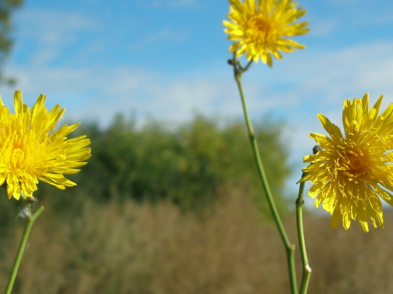 Yellow Dandelion Flowers — Serene, Afternoon, Photograph, Sky, Greenery