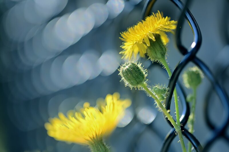 Yellow Dandelion Flowers — Serene, Morning