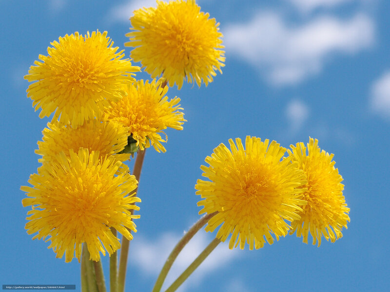 Yellow Dandelion Flowers — Serene, Spring, Photograph, Sky