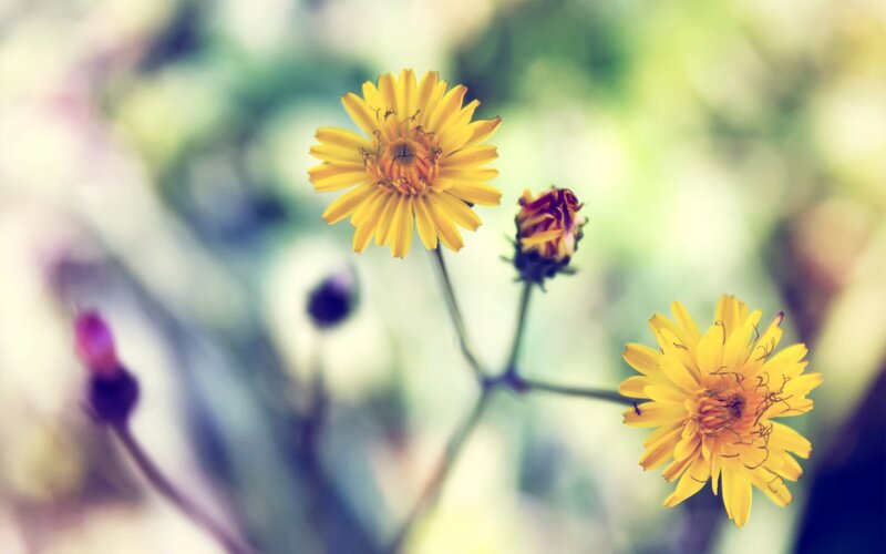 Yellow Dandelion Flowers — Serene, Spring, Photograph