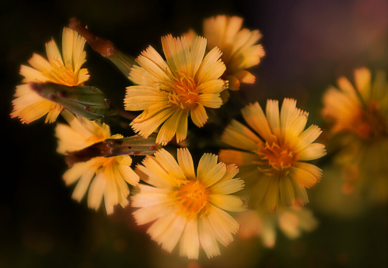 Yellow Dandelion Flowers — Serene, Sunset