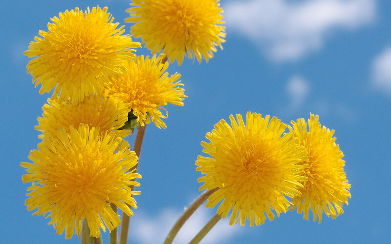 Yellow Dandelion Flowers — Serene