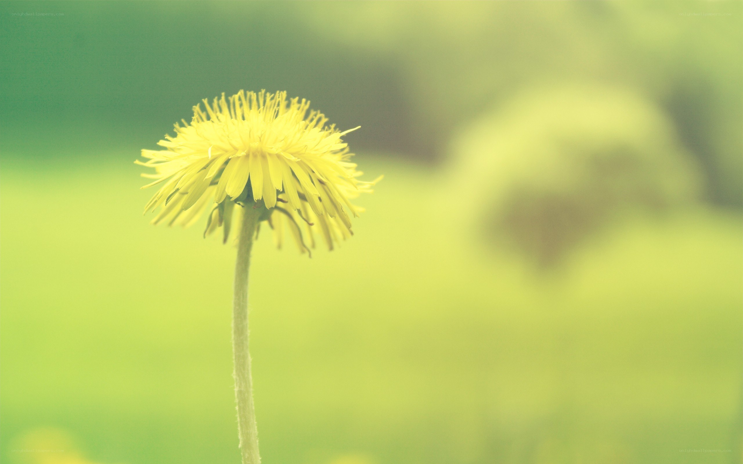 yellow dandelion in a field