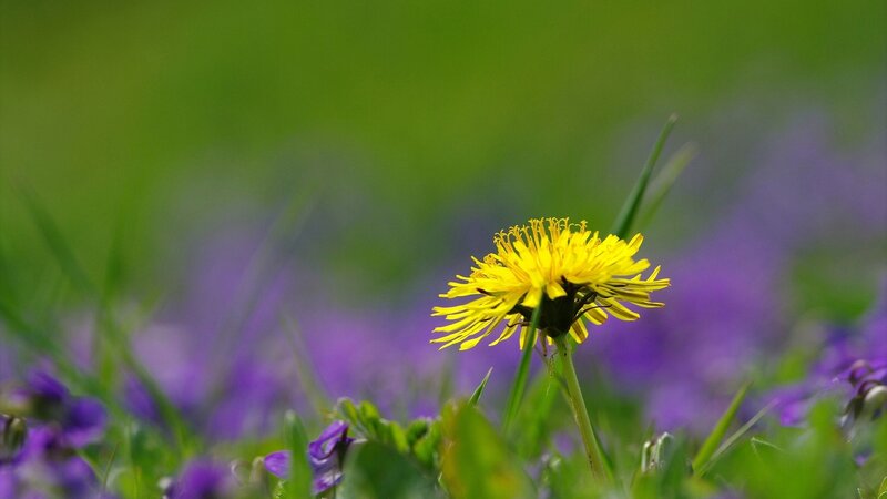 Yellow dandelion in a field