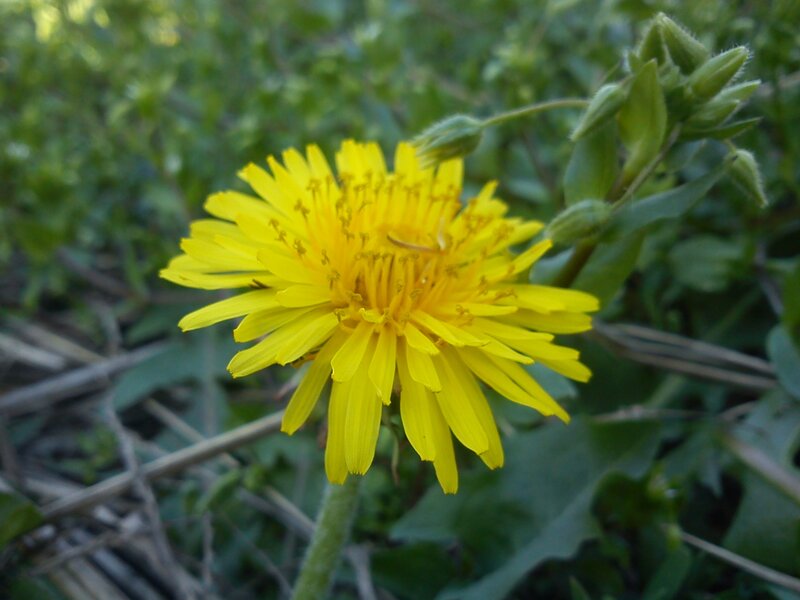 yellow dandelion in bloom
