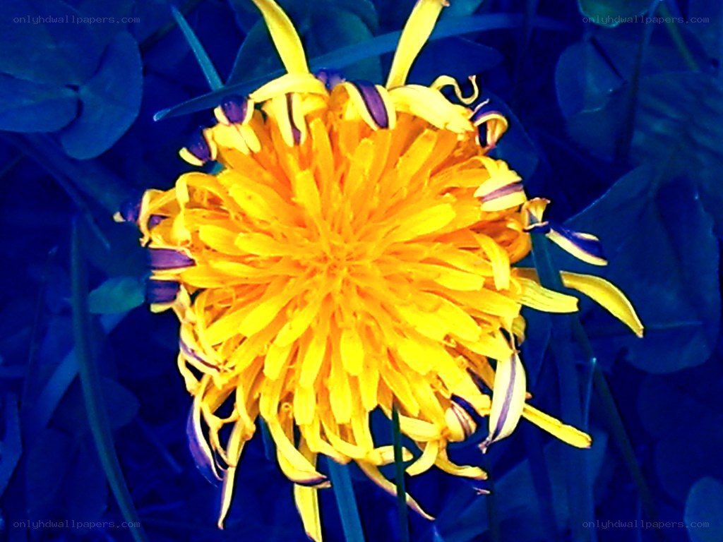Yellow dandelion in blue light