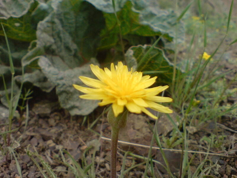 Yellow dandelion in garden