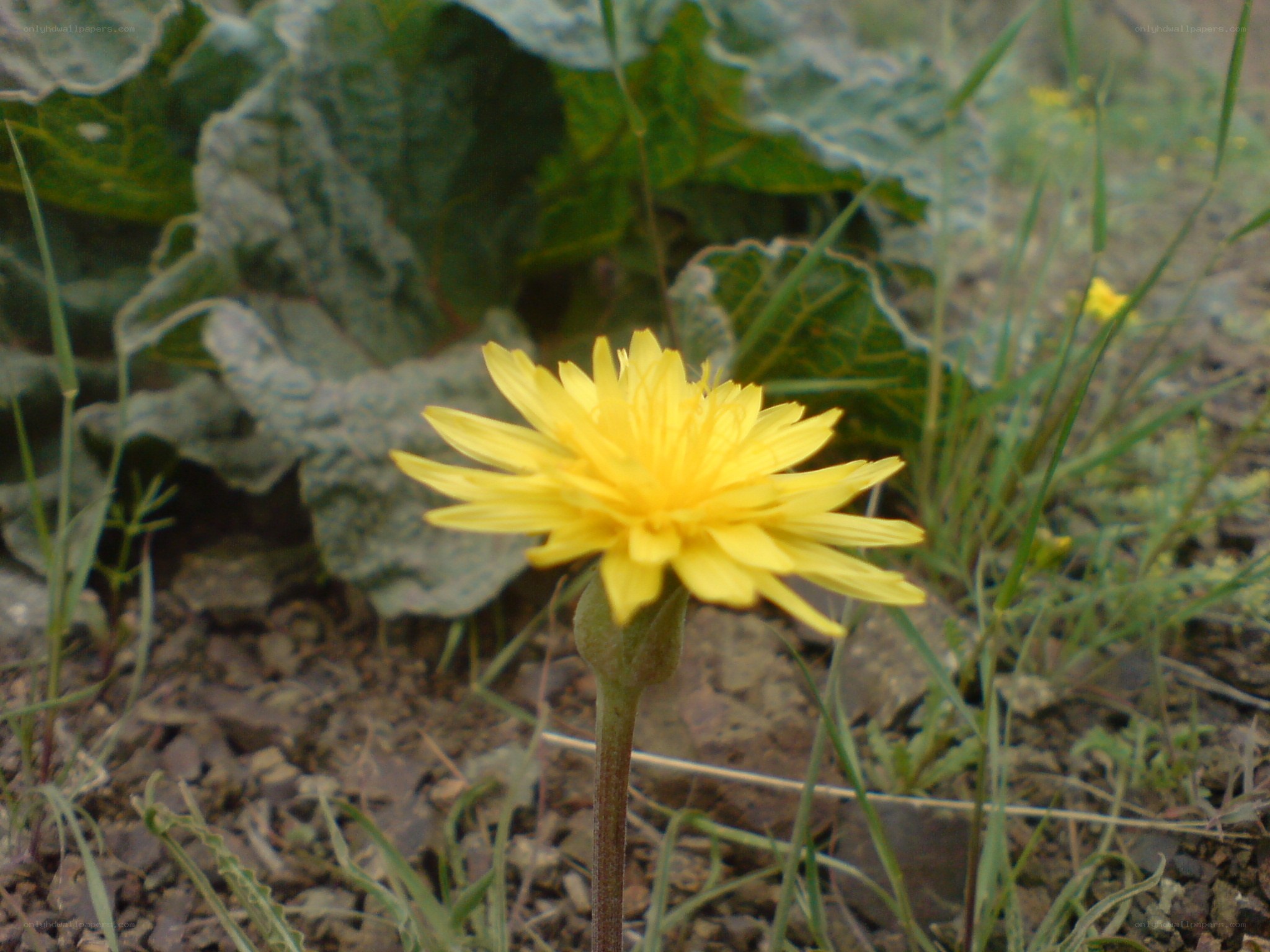 Yellow dandelion in garden