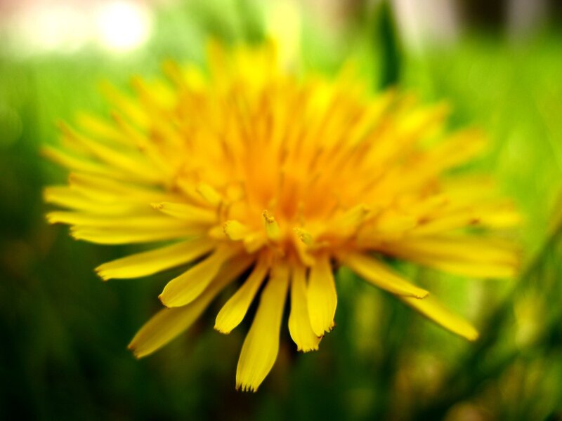 Yellow dandelion in grass