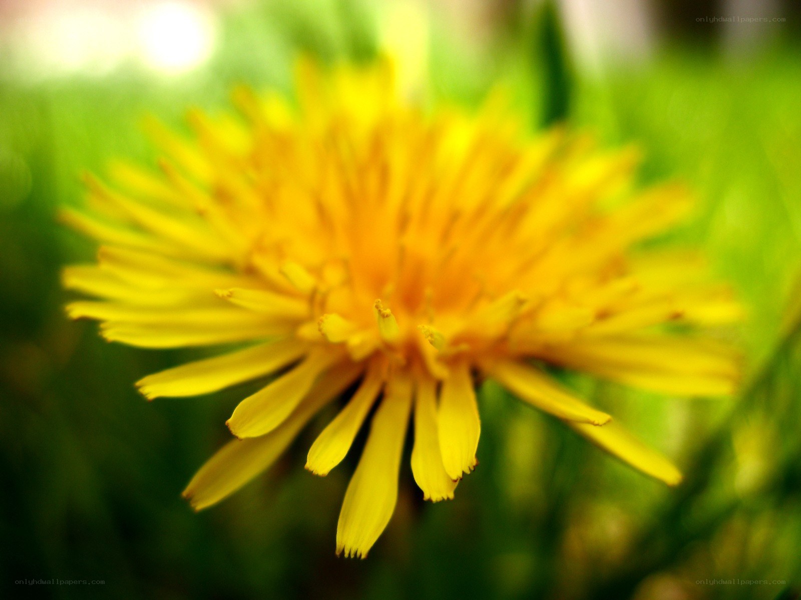 Yellow dandelion in grass