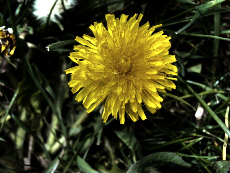 Yellow dandelion in grass