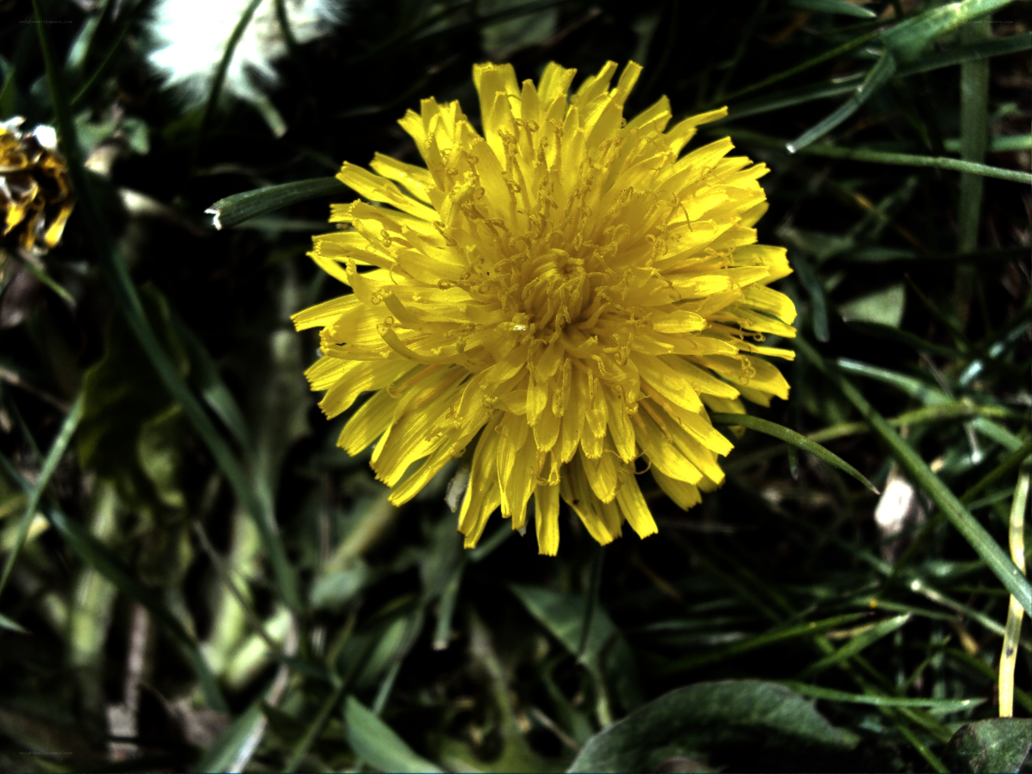 Yellow dandelion in grass
