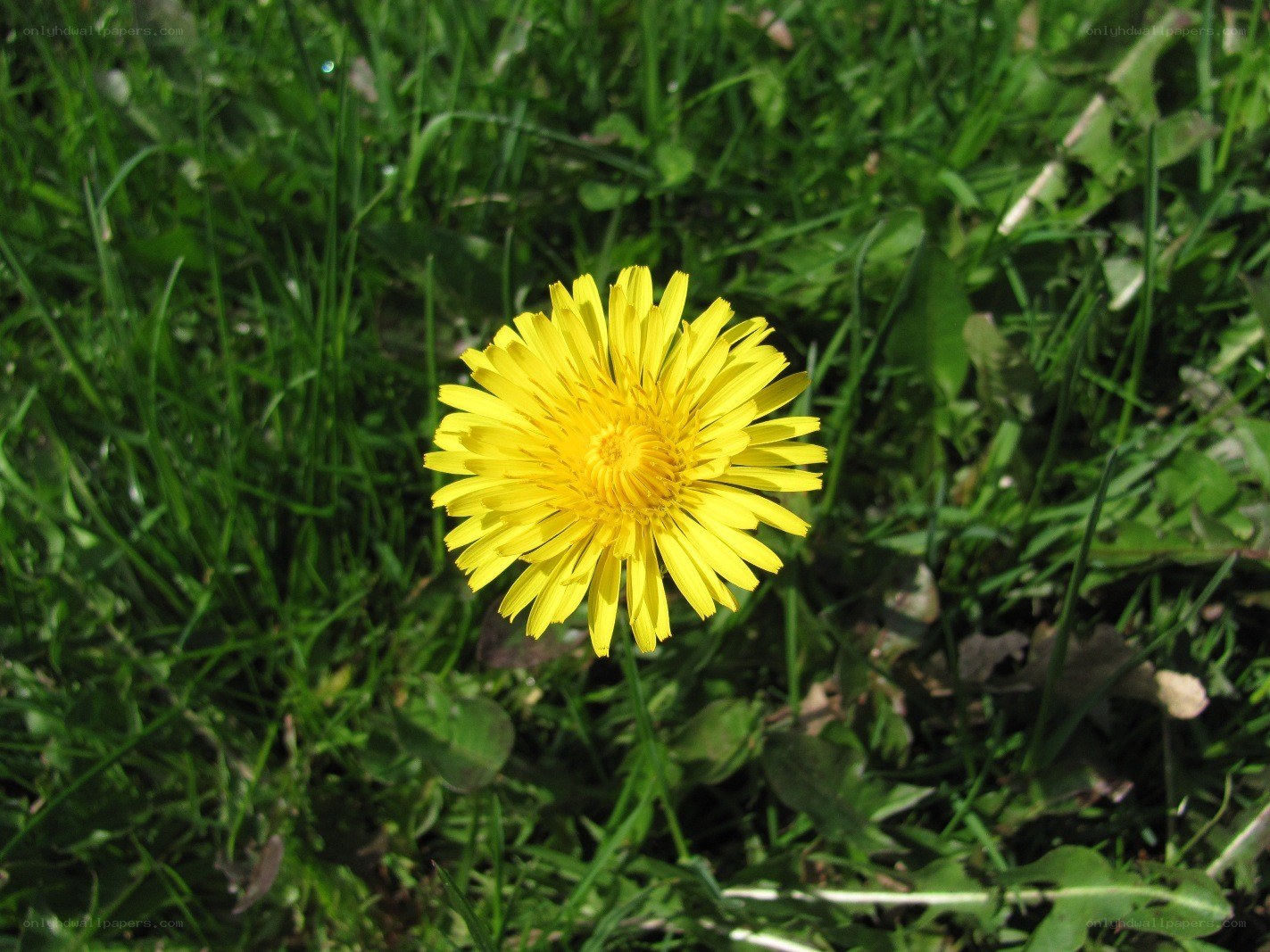 Yellow dandelion in grass