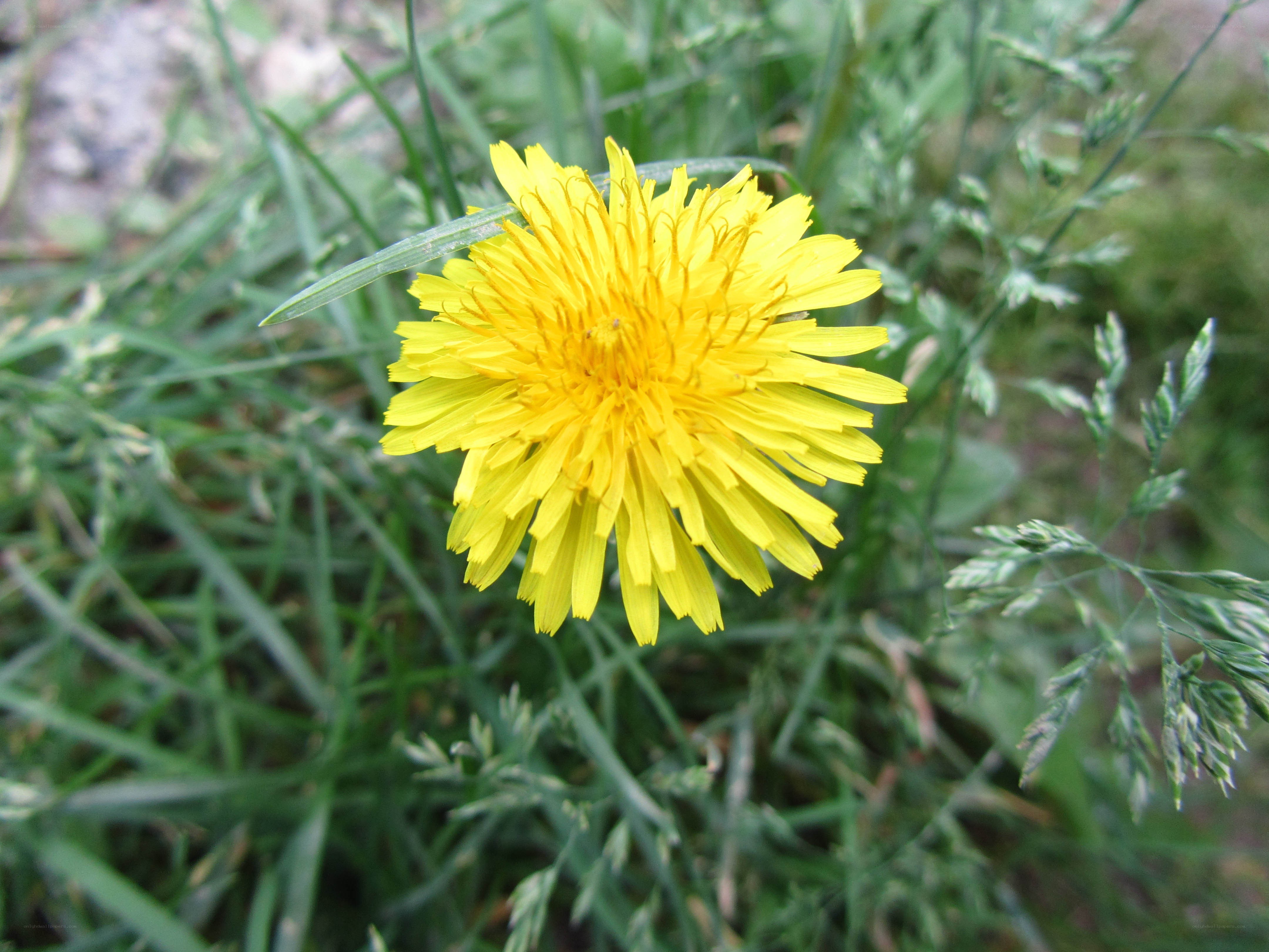 Yellow dandelion in grass