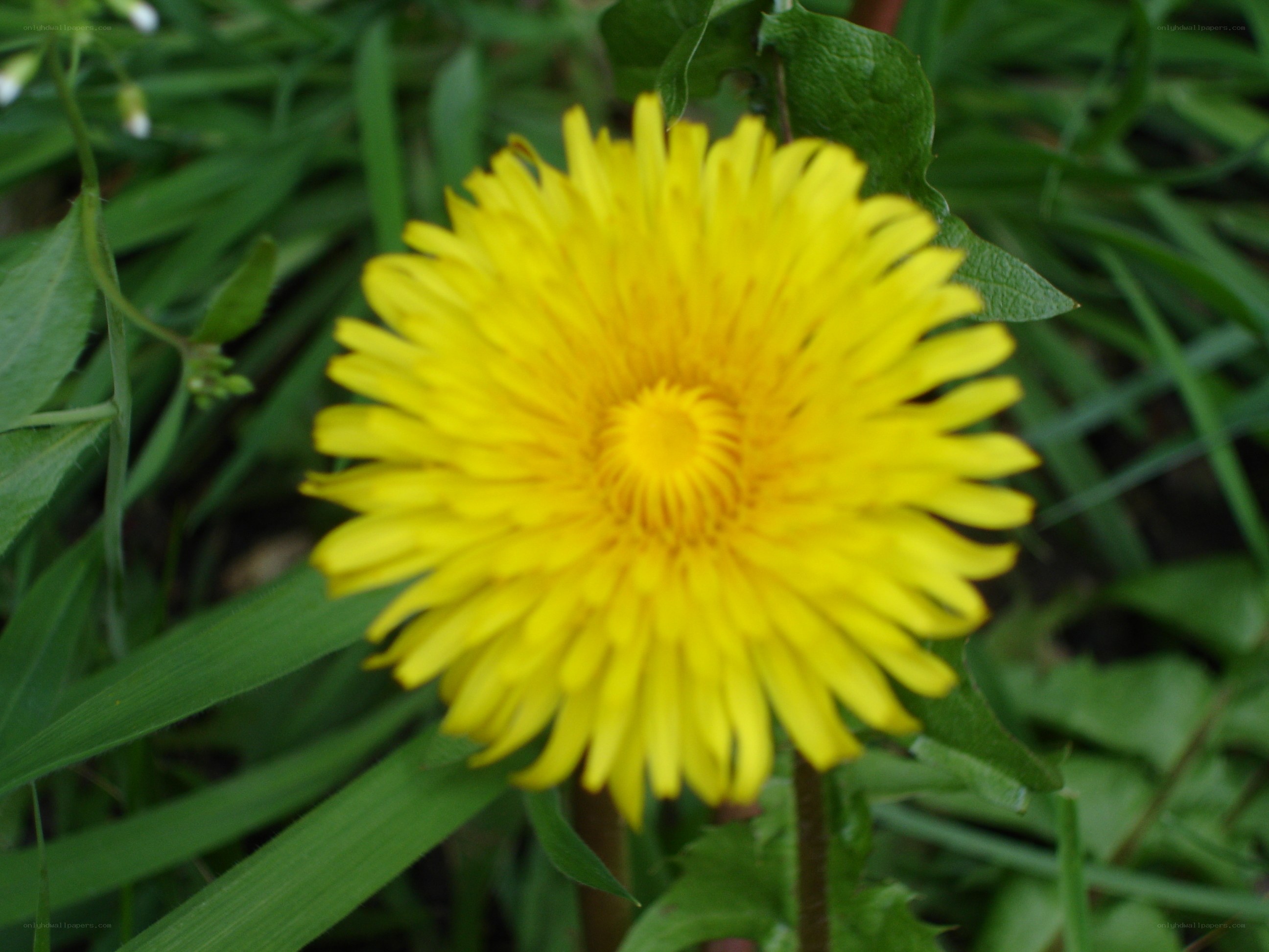 Yellow dandelion in grass