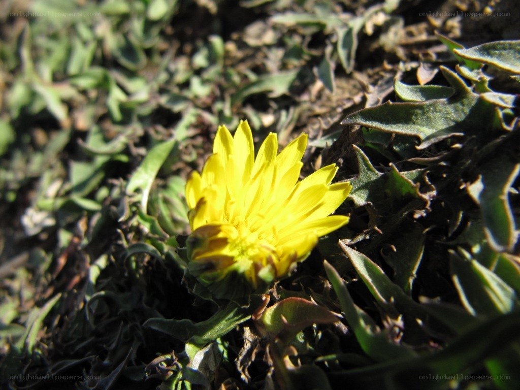Yellow dandelion in grass