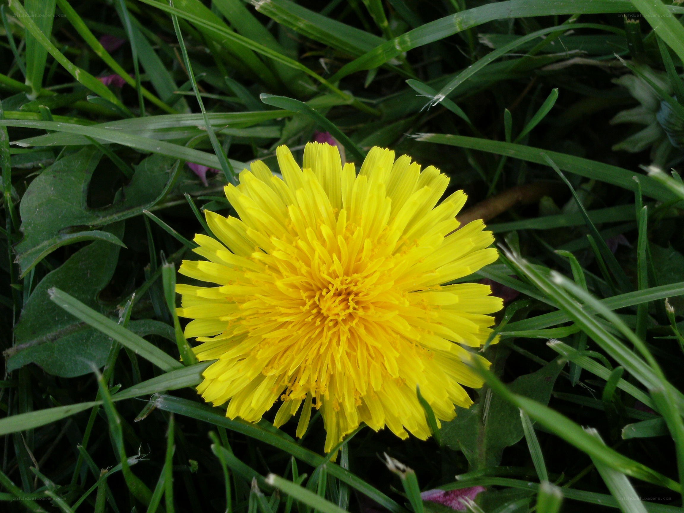 Yellow dandelion in grass